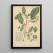 Fieldia australis - William Jackson Hooker — framed artwork on a wall