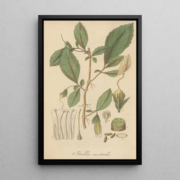 Fieldia australis - William Jackson Hooker — framed artwork on a wall