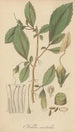 Fieldia australis - William Jackson Hooker — artwork view