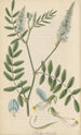 Galega tricolor Painting - William Jackson Hooker — artwork view