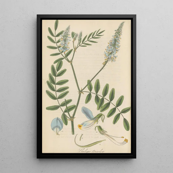 Galega tricolor Painting - William Jackson Hooker — framed artwork on a wall