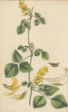 Glycine mollis - William Jackson Hooker — artwork view
