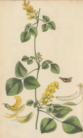 Glycine mollis - William Jackson Hooker — artwork view