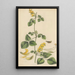 Glycine mollis - William Jackson Hooker — framed artwork on a wall
