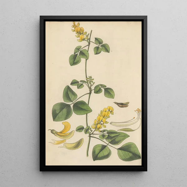 Glycine mollis - William Jackson Hooker — framed artwork on a wall