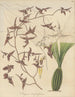 Gongora atropurpurea - William Jackson Hooker — artwork view