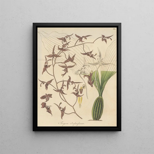 Gongora atropurpurea - William Jackson Hooker — framed artwork on a wall