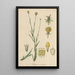Graemia aromatica - William Jackson Hooker — framed artwork on a wall
