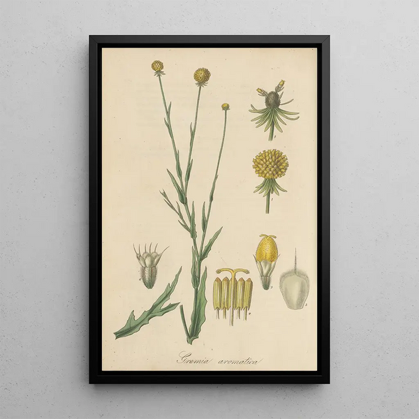 Graemia aromatica - William Jackson Hooker — framed artwork on a wall