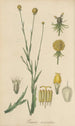 Graemia aromatica - William Jackson Hooker — artwork view