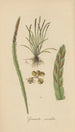 Grammitis serrulata - William Jackson Hooker — artwork view