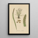 Grammitis serrulata - William Jackson Hooker — framed artwork on a wall