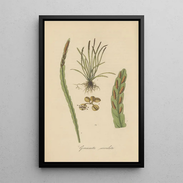 Grammitis serrulata - William Jackson Hooker — framed artwork on a wall