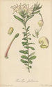 Grevillea pubescens - William Jackson Hooker — artwork view