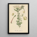 Grevillea pubescens - William Jackson Hooker — framed artwork on a wall