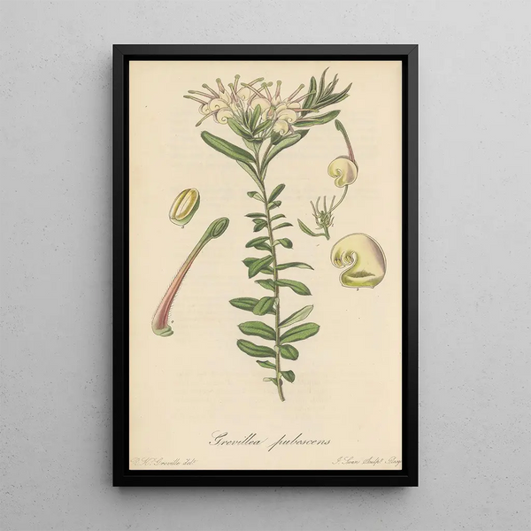 Grevillea pubescens - William Jackson Hooker — framed artwork on a wall