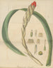 Gusmannia tricolor - William Jackson Hooker — artwork view