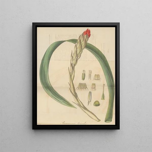 Gusmannia tricolor - William Jackson Hooker — framed artwork on a wall