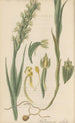 Habenaria alata - William Jackson Hooker — artwork view