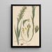 Habenaria alata - William Jackson Hooker — framed artwork on a wall