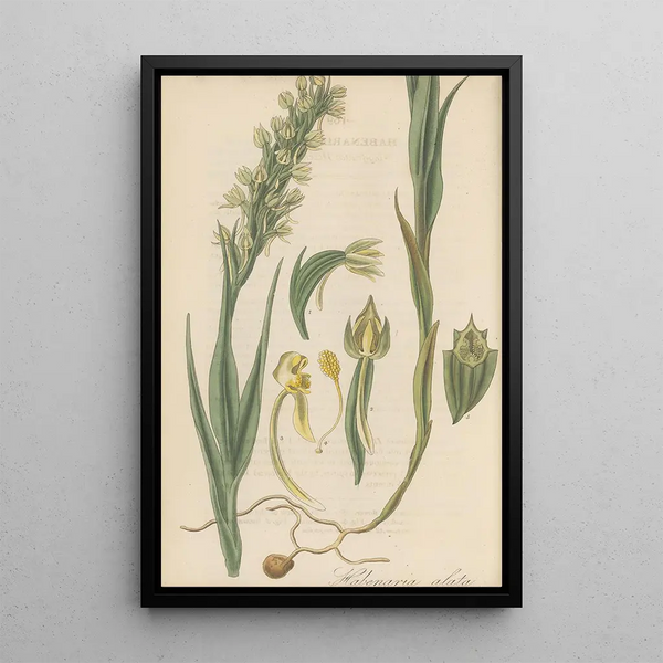 Habenaria alata - William Jackson Hooker — framed artwork on a wall