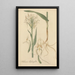 Habenaria blephariglottis - William Jackson Hooker — framed artwork on a wall