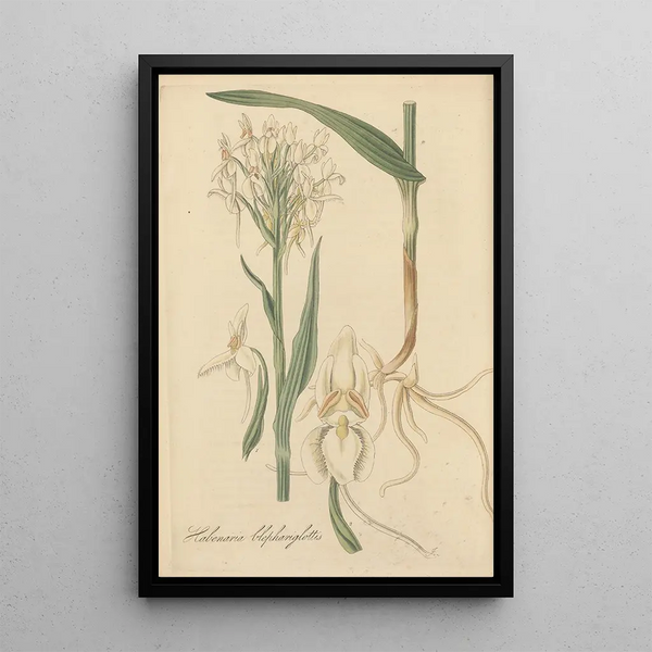 Habenaria blephariglottis - William Jackson Hooker — framed artwork on a wall