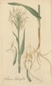 Habenaria blephariglottis - William Jackson Hooker — artwork view