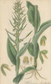 Habenaria bracteata - William Jackson Hooker — artwork view