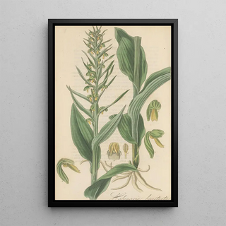 William Jackson Hooker - Habenaria bracteata.webp