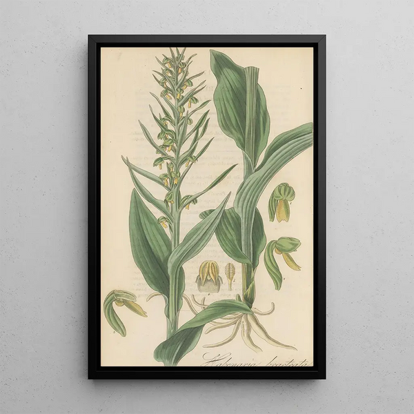 Habenaria bracteata - William Jackson Hooker — framed artwork on a wall