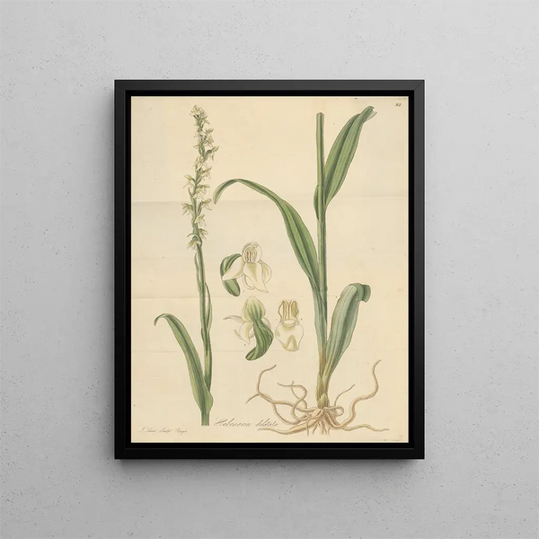 the expanded assets - William Jackson Hooker — framed artwork on a wall