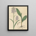 Habenaria frangée - William Jackson Hooker — framed artwork on a wall