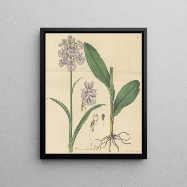 Habenaria frangée - William Jackson Hooker — framed artwork on a wall
