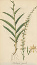 Habenaria gracilis - William Jackson Hooker — artwork view