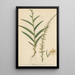 Habenaria gracilis - William Jackson Hooker — framed artwork on a wall
