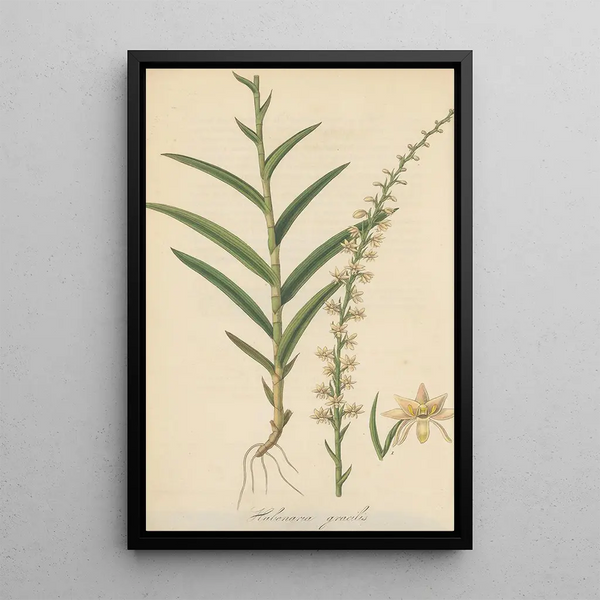 Habenaria gracilis - William Jackson Hooker — framed artwork on a wall