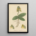 Habenaria marginata - William Jackson Hooker — framed artwork on a wall