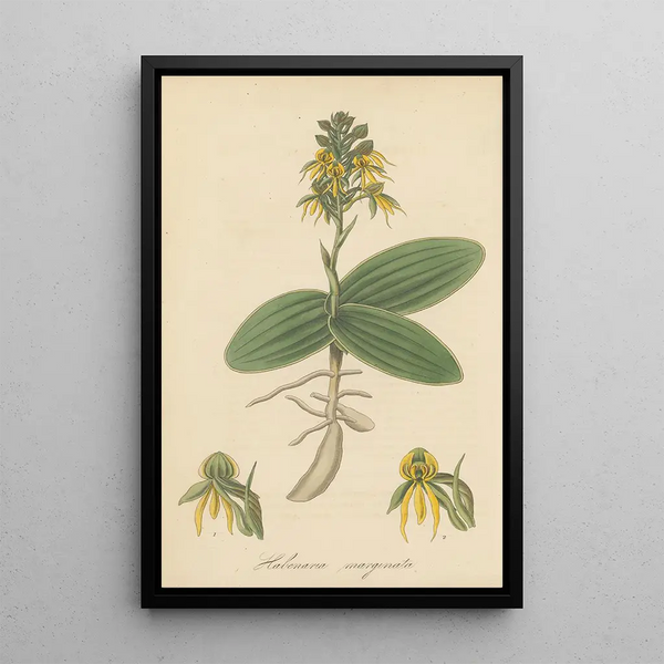 Habenaria marginata - William Jackson Hooker — framed artwork on a wall