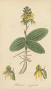 Habenaria marginata - William Jackson Hooker — artwork view