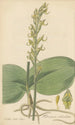 Habenaria orbiculata - William Jackson Hooker — artwork view