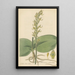 Habenaria orbiculata - William Jackson Hooker — framed artwork on a wall
