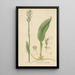 Habenaria tridentata - William Jackson Hooker — framed artwork on a wall