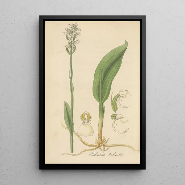 Habenaria tridentata - William Jackson Hooker — framed artwork on a wall