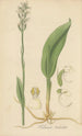 Habenaria tridentata - William Jackson Hooker — artwork view