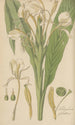 Hedychium spicatum - William Jackson Hooker — artwork view