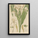 Hedychium spicatum - William Jackson Hooker — framed artwork on a wall