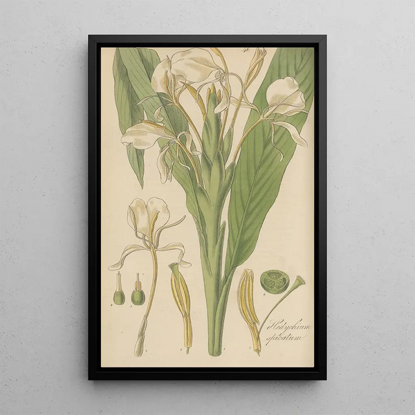 Hedychium spicatum - William Jackson Hooker — framed artwork on a wall