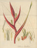 Heliconia braziliensis - William Jackson Hooker — artwork view