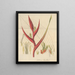 Heliconia braziliensis - William Jackson Hooker — framed artwork on a wall
